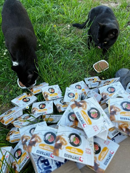 Help for wild Cats’,